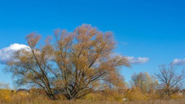 Sonbahar fotoğrafçılığı, nehrin taşkın ovası, ama şimdiye kadar sadece sonbahar altın, ne yağmur ne de rüzgar var, ve altın yaprak yeryüzüne uçuyor, ruhun özlemle doluyor..