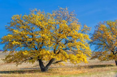 Sonbahar manzara fotoğrafçılığı, en iyi fotoğrafçı, sonbahar durumundaki karışık ormanlar, renkli yapraklar, bordo, kırmızı, yeşil, desenli halı.