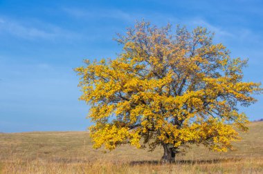 Sonbahar manzara fotoğrafçılığı, en iyi fotoğrafçı, sonbahar durumundaki karışık ormanlar, renkli yapraklar, bordo, kırmızı, yeşil, desenli halı.