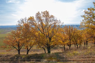 Sonbahar manzarası, yaprak döken ağaçlar çok renkli sarı kırmızı yapraklar, meşeler çok renkli sonbahar yapraklarını döküyor, gözün hüzünlü zamanları - işte cazibesi bu.