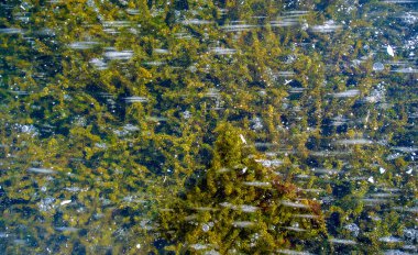 Sokakta buz var, nehirde buz var, buz kabarcıkları buzda sıkışmış, alışılmadık renkte buz mimarisi