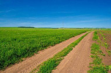 Yaz manzarası, bunaltıcı yaz günleri, kırsal yol, yonca tarlaları, mısırlar...