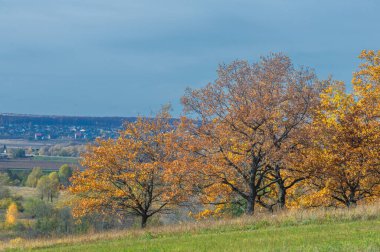 Sonbahar manzara fotoğrafçılığı, en iyi fotoğrafçı, sonbahar durumundaki karışık ormanlar, renkli yapraklar, bordo, kırmızı, yeşil, desenli halı.