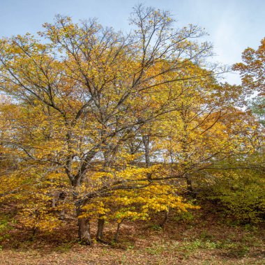 Sonbahar manzara fotoğrafçılığı, sonbahar gözeneklerinin ağaçlarındaki renkli yapraklar, doğanın yarattığı sihir, hayat ağacı, güzel yerler, büyülü ormanlar.