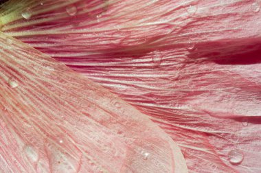 Malva, Malvaceae familyasından bir cinstir.,