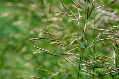 Doku, arkaplan, desen, tarlanın sığ derinliği, çayırdaki çimenler, tipik olarak dar yapraklı bitkilerden oluşan bitki örtüsü, çim ve çayırlarda yetiştirilen yabani veya ekili bitkiler.