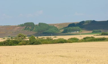 Yaz manzarası fotoğrafçılığı, buğday tarlaları, karışık orman, meşe ağaçları, huş ağacı, kavak ağacı, akçaağaç, Orta Avrupa