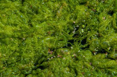 Doğal toksin üretimi yoluyla diğer organizmalar üzerinde olumsuz etkilere yol açan, Zararlı alg tomurcuğu (NAV), genellikle büyük ölçekli ölümlerle ilişkilendirilir.