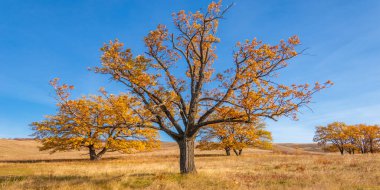 Sonbahar manzarası, yaprak döken ağaçlar çok renkli sarı kırmızı yapraklar, meşeler çok renkli sonbahar yapraklarını döküyor, gözün hüzünlü zamanları - işte cazibesi bu.