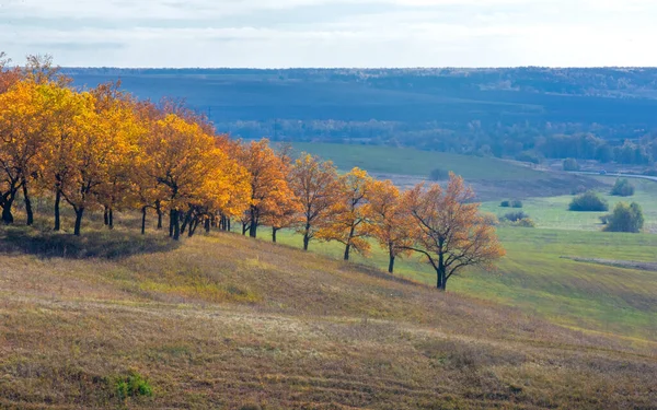 Fotografía Paisaje Otoñal Mejor Fotógrafo Bosques Mixtos Estado Otoñal Hojas — Foto de Stock