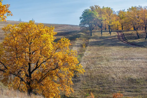 Fotografía Paisaje Otoñal Mejor Fotógrafo Bosques Mixtos Estado Otoñal Hojas — Foto de Stock