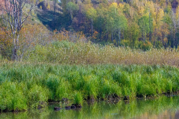 Jesienny Krajobraz Kolorowe Liście Drzewach Jesiennego Poru Magia Stworzona Przez — Zdjęcie stockowe