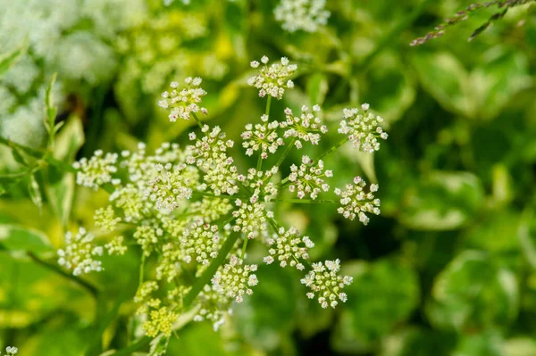 Textura Fondo Patrón Profundidad Superficial Del Campo Hierba Prado Vegetación —  Fotos de Stock