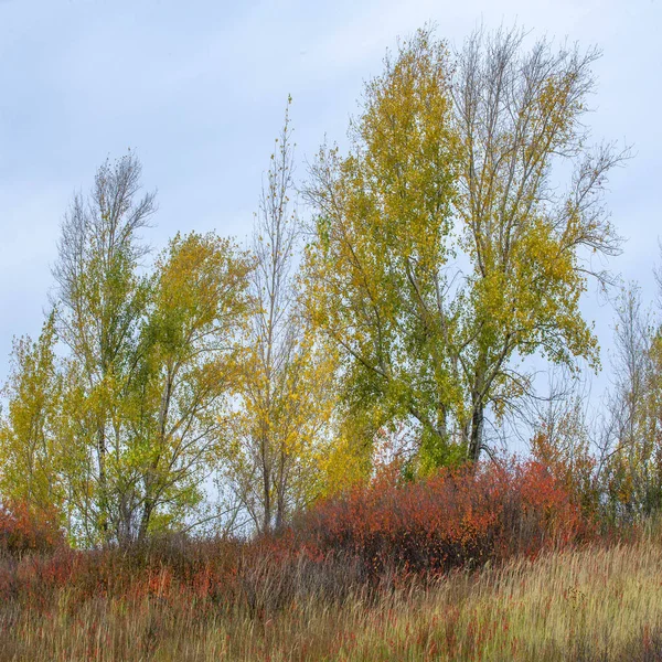 Outono Fotografia Paisagem Folhas Coloridas Nas Árvores Poro Outono Magia — Fotografia de Stock