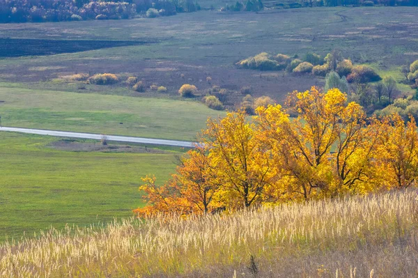 秋景摄影 最佳摄影师 秋天混交林 叶色艳丽 分为勃艮第 绿色三大类 地毯图案分明 — 图库照片