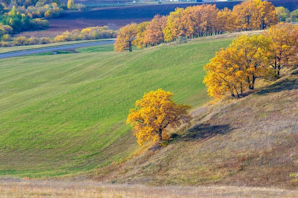 Осінні Пейзажні Зйомки Найкращий Фотограф Змішані Ліси Осінньому Стані Барвисті — стокове фото