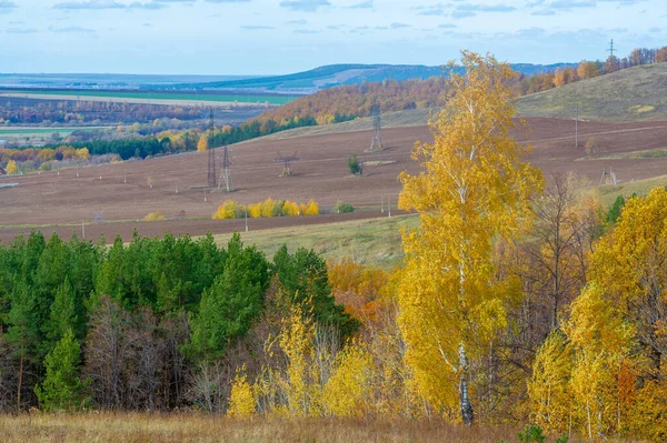 秋の風景写真 最高の写真家 秋の状態で混合森林 カラフルな葉 ブルゴーニュ パターン化されたカーペットで分割 — ストック写真