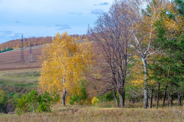 Fotografia Paesaggio Autunnale Miglior Fotografo Foreste Miste Condizioni Autunnali Foglie — Foto Stock