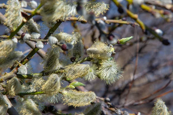 Paysage Printanier Fleurs Saule Boucles Oreilles Inflorescence Arbre Arbuste Des — Photo