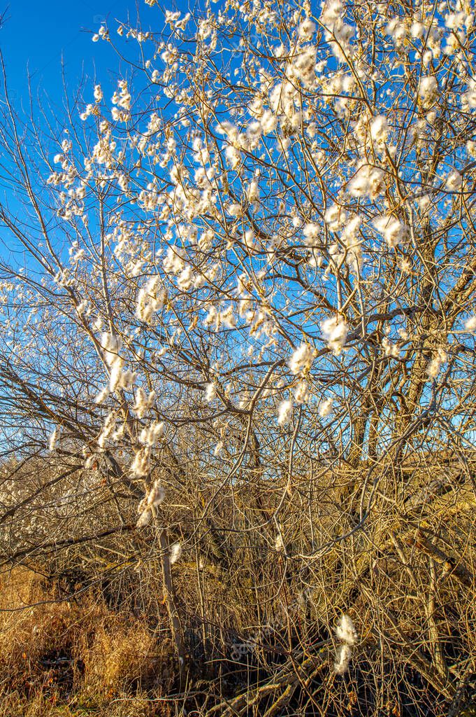 Salix pentandra, el sauce de la bahía, El nombre inglés deriva del