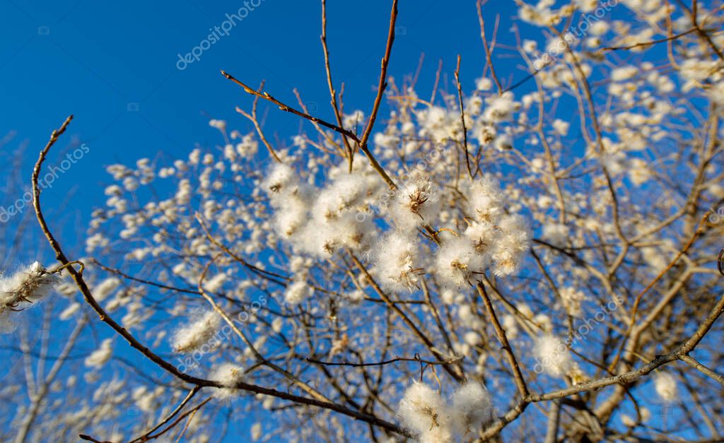Salix pentandra, el sauce de la bahía, El nombre inglés deriva del