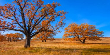 Sonbahar manzarası, yaprak döken ağaçlar çok renkli sarı kırmızı yapraklar, meşeler çok renkli sonbahar yapraklarını döküyor, gözün hüzünlü zamanları - işte cazibesi bu.