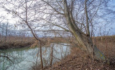 Sonbahar kış manzarası, Kasım. Ay sonuna kadar. Üzücü, kasvetli bir mevsim, doğa karı bekliyor.,