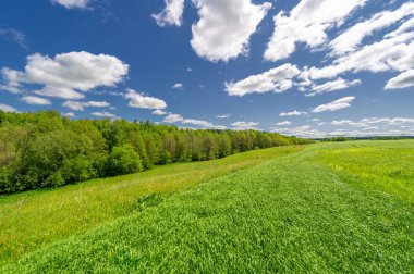 Bahar fotoğrafçılığı, genç mısır gevreği çekimleri. Olgunlaşmış buğday. Parlak güneşin altında yeşil fotosentez filizleri. Fosfor ve nitrojen gübreleri tanıtıldı