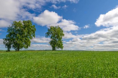 Bahar fotoğrafçılığı, genç mısır gevreği çekimleri. Olgunlaşmış buğday. Parlak güneşin altında yeşil fotosentez filizleri. Fosfor ve nitrojen gübreleri tanıtıldı