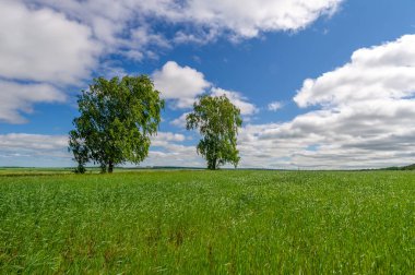Bahar fotoğrafçılığı, genç mısır gevreği çekimleri. Olgunlaşmış buğday. Parlak güneşin altında yeşil fotosentez filizleri. Fosfor ve nitrojen gübreleri tanıtıldı