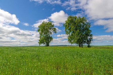 Bahar fotoğrafçılığı, genç mısır gevreği çekimleri. Olgunlaşmış buğday. Parlak güneşin altında yeşil fotosentez filizleri. Fosfor ve nitrojen gübreleri tanıtıldı