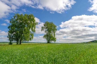 Bahar fotoğrafçılığı, genç mısır gevreği çekimleri. Olgunlaşmış buğday. Parlak güneşin altında yeşil fotosentez filizleri. Fosfor ve nitrojen gübreleri tanıtıldı