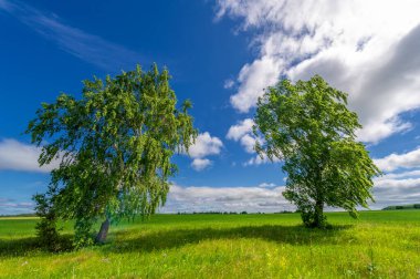 Bahar fotoğrafçılığı, genç mısır gevreği çekimleri. Olgunlaşmış buğday. Parlak güneşin altında yeşil fotosentez filizleri. Fosfor ve nitrojen gübreleri tanıtıldı