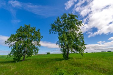 Bahar fotoğrafçılığı, genç mısır gevreği çekimleri. Olgunlaşmış buğday. Parlak güneşin altında yeşil fotosentez filizleri. Fosfor ve nitrojen gübreleri tanıtıldı