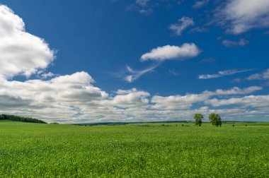 Bahar fotoğrafçılığı, genç mısır gevreği çekimleri. Olgunlaşmış buğday. Parlak güneşin altında yeşil fotosentez filizleri. Fosfor ve nitrojen gübreleri tanıtıldı