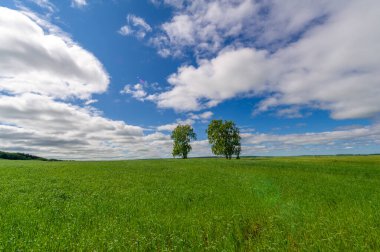 Bahar fotoğrafçılığı, genç mısır gevreği çekimleri. Olgunlaşmış buğday. Parlak güneşin altında yeşil fotosentez filizleri. Fosfor ve nitrojen gübreleri tanıtıldı