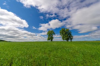 Bahar fotoğrafçılığı, genç mısır gevreği çekimleri. Olgunlaşmış buğday. Parlak güneşin altında yeşil fotosentez filizleri. Fosfor ve nitrojen gübreleri tanıtıldı