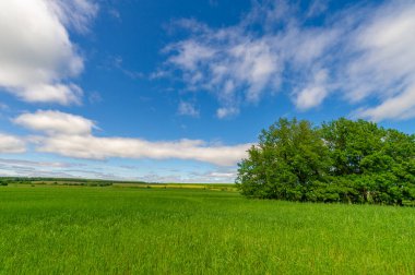 Bahar fotoğrafçılığı, genç mısır gevreği çekimleri. Olgunlaşmış buğday. Parlak güneşin altında yeşil fotosentez filizleri. Fosfor ve nitrojen gübreleri tanıtıldı