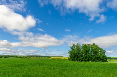Bahar fotoğrafçılığı, genç mısır gevreği çekimleri. Olgunlaşmış buğday. Parlak güneşin altında yeşil fotosentez filizleri. Fosfor ve nitrojen gübreleri tanıtıldı
