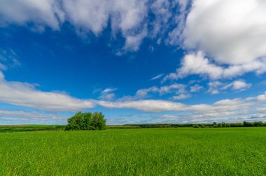Bahar fotoğrafçılığı, genç mısır gevreği çekimleri. Olgunlaşmış buğday. Parlak güneşin altında yeşil fotosentez filizleri. Fosfor ve nitrojen gübreleri tanıtıldı