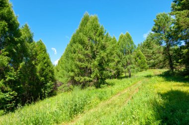 Yaz fotoğrafları, tepeler, tepeler, huş ağaçları dağların yamaçlarında yetişir. Yamaç boyunca dönen toprak bir yol, sıcak yaz günleri.
