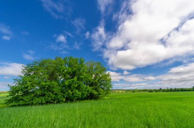 Bahar fotoğrafçılığı, genç mısır gevreği çekimleri. Olgunlaşmış buğday. Parlak güneşin altında yeşil fotosentez filizleri. Fosfor ve nitrojen gübreleri tanıtıldı
