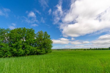 Bahar fotoğrafçılığı, genç mısır gevreği çekimleri. Olgunlaşmış buğday. Parlak güneşin altında yeşil fotosentez filizleri. Fosfor ve nitrojen gübreleri tanıtıldı