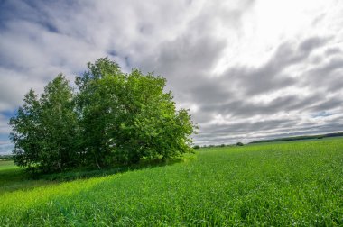 Bahar fotoğrafçılığı, genç mısır gevreği çekimleri. Olgunlaşmış buğday. Parlak güneşin altında yeşil fotosentez filizleri. Fosfor ve nitrojen gübreleri tanıtıldı