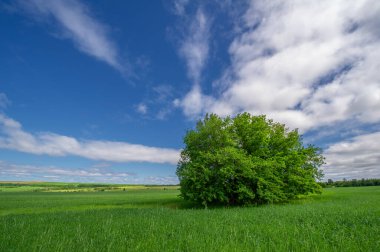Bahar fotoğrafçılığı, genç mısır gevreği çekimleri. Olgunlaşmış buğday. Parlak güneşin altında yeşil fotosentez filizleri. Fosfor ve nitrojen gübreleri tanıtıldı