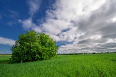 Bahar fotoğrafçılığı, genç mısır gevreği çekimleri. Olgunlaşmış buğday. Parlak güneşin altında yeşil fotosentez filizleri. Fosfor ve nitrojen gübreleri tanıtıldı