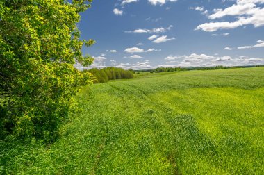 Bahar fotoğrafçılığı, genç mısır gevreği çekimleri. Olgunlaşmış buğday. Parlak güneşin altında yeşil fotosentez filizleri. Fosfor ve nitrojen gübreleri tanıtıldı