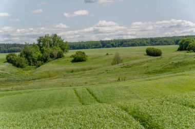 Bahar fotoğrafçılığı, genç mısır gevreği çekimleri. Olgunlaşmış buğday. Parlak güneşin altında yeşil fotosentez filizleri. Fosfor ve nitrojen gübreleri tanıtıldı
