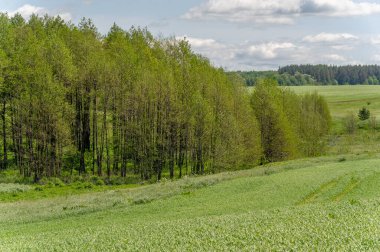 Bahar fotoğrafçılığı, genç mısır gevreği çekimleri. Olgunlaşmış buğday. Parlak güneşin altında yeşil fotosentez filizleri. Fosfor ve nitrojen gübreleri tanıtıldı