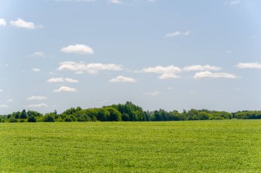 Bahar fotoğrafçılığı, genç mısır gevreği çekimleri. Olgunlaşmış buğday. Parlak güneşin altında yeşil fotosentez filizleri. Fosfor ve nitrojen gübreleri tanıtıldı